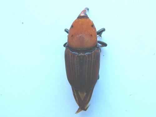 Rhynchophorus ferrugineus